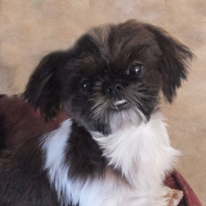 Gidget