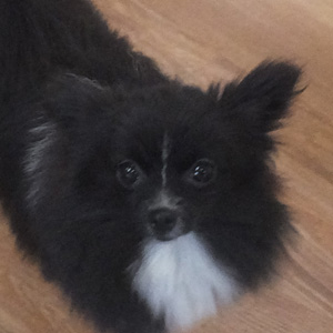 Josie