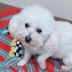 Lulu