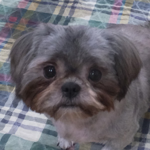 Maya
