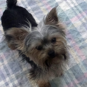 Phoebe
