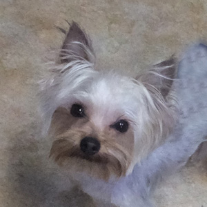 Sawyer