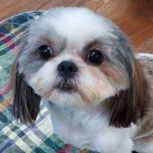 Tilly