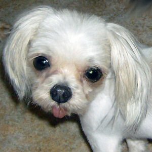 Shih+tzu+maltese+mix+puppies