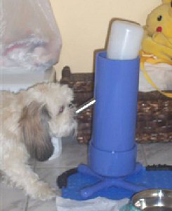 Bandit Harrison drinking from his water bottle stand - Peke  A Tzu Patron
