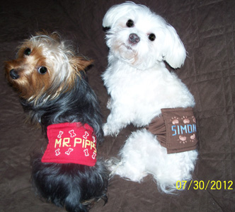 Mr. Pipps and Simon Rogers - Peke  A Tzu Patrons