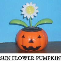 Sunflower Pumpkin